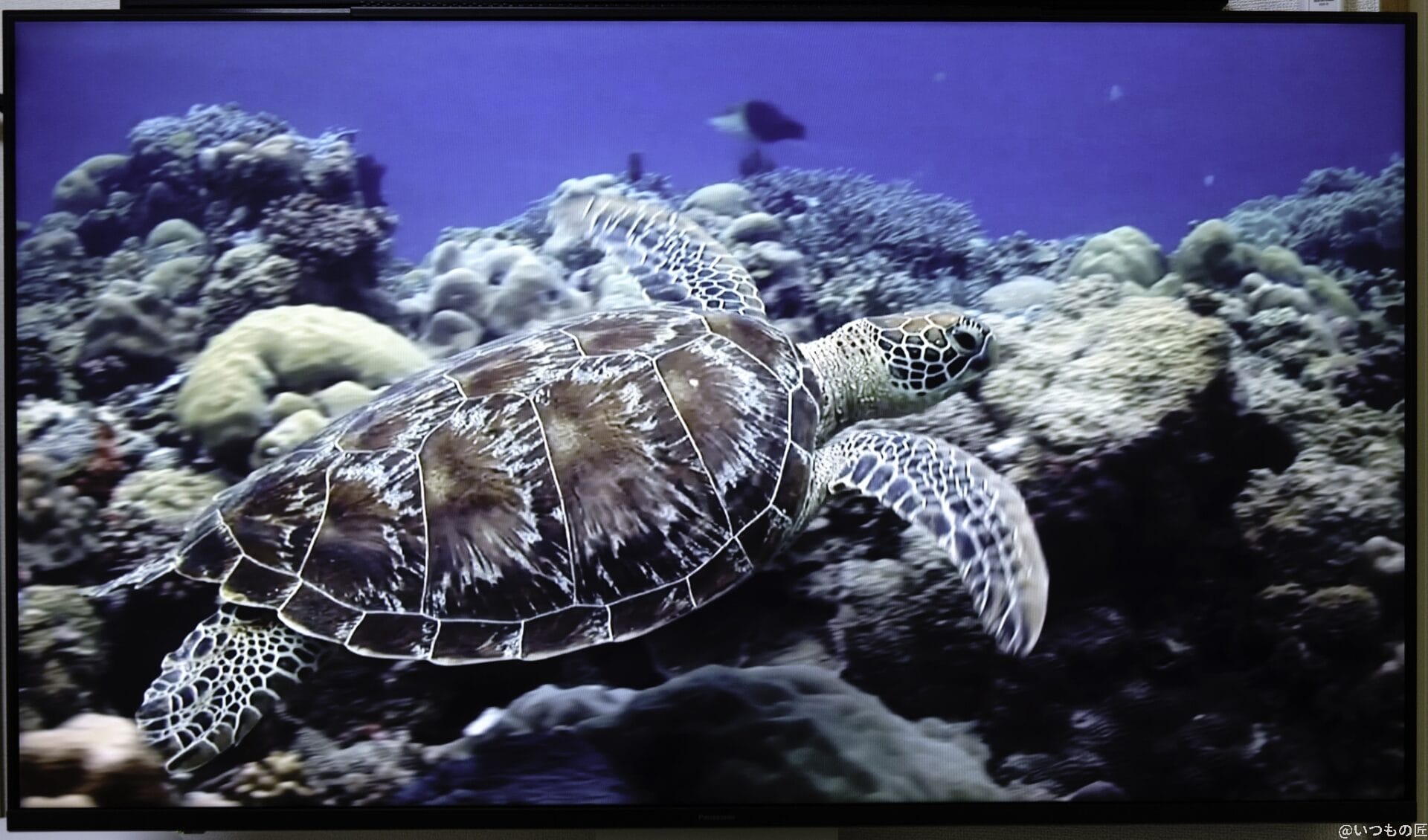 4K動画のうち、海でカメが泳ぐシーンで甲羅の見え方を確認しました。