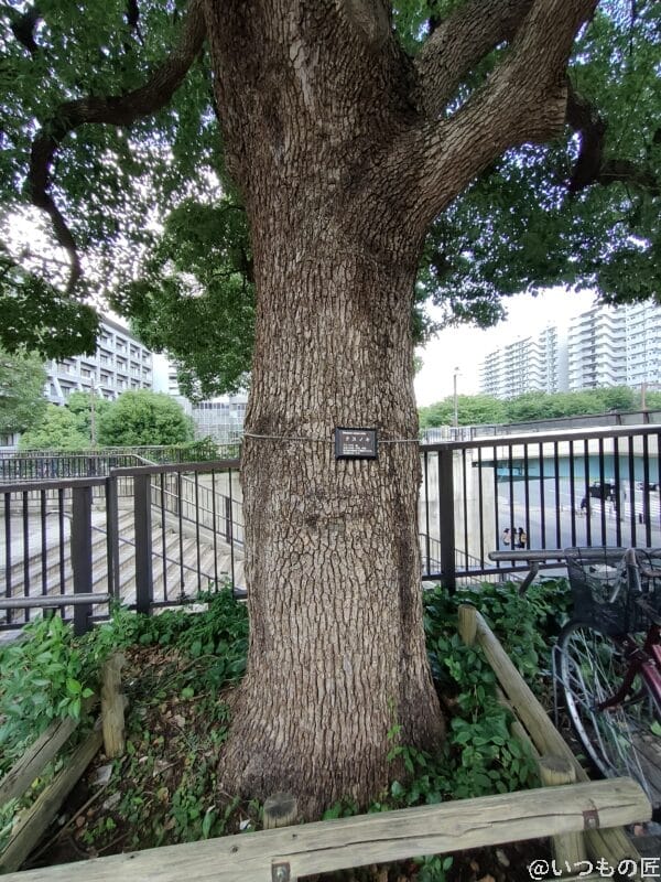 OPPO Reno5A 超広角レンズ撮影2