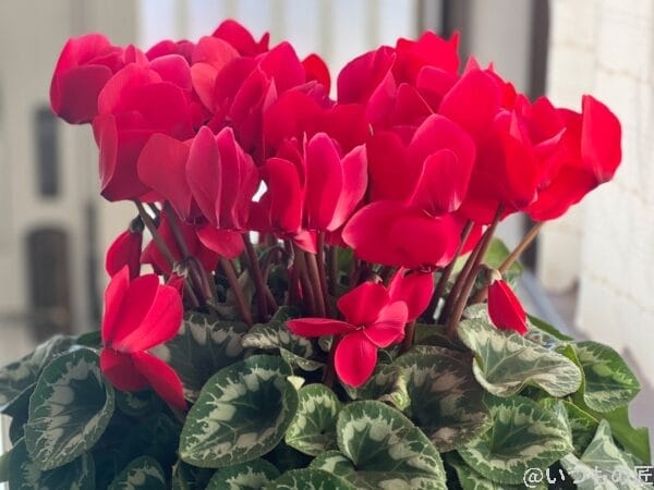 ポートレートモードで輪郭強調照明を設定して、実際に撮影した写真は、輪郭が強調されて、丁度良い証明が当たった感じの写真になりました。よく使います。