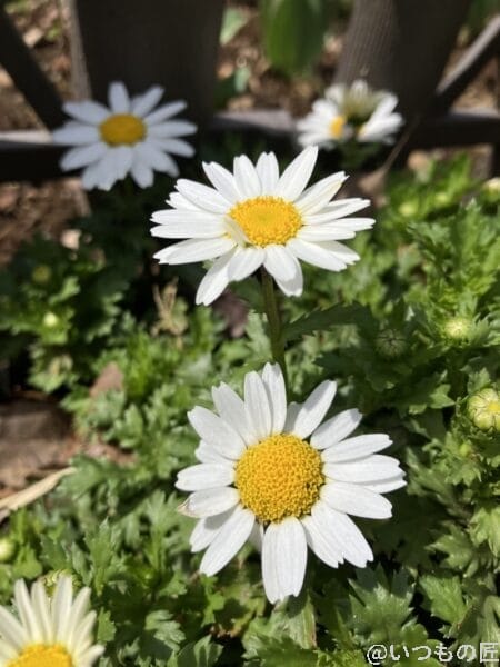 iPhone SE3の広角レンズ撮影その1。白い花を撮影すると陰影がキレイです。