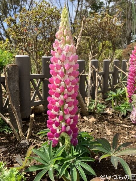 iPhone SE3の広角レンズ撮影その1。赤い花びらのある花だと、色鮮やかさが際立ちます。