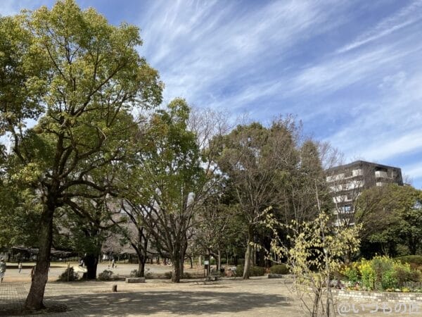 iPhone SE3の広角レンズ撮影その3。何気ない公園の風景ですが、空とのコントラストが良い感じです。