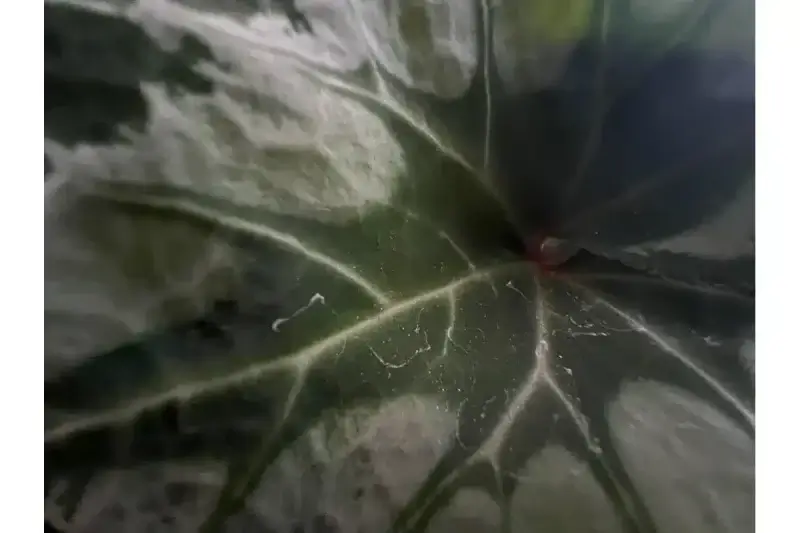 マクロ撮影した植物の葉は、葉脈がクッキリ見えるほど精細に写すことができます。