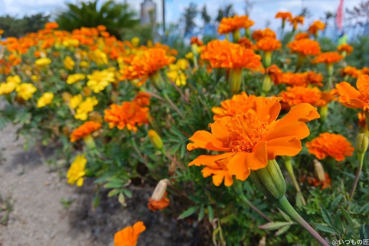 AQUOS wish3で撮影した花のアップの写真