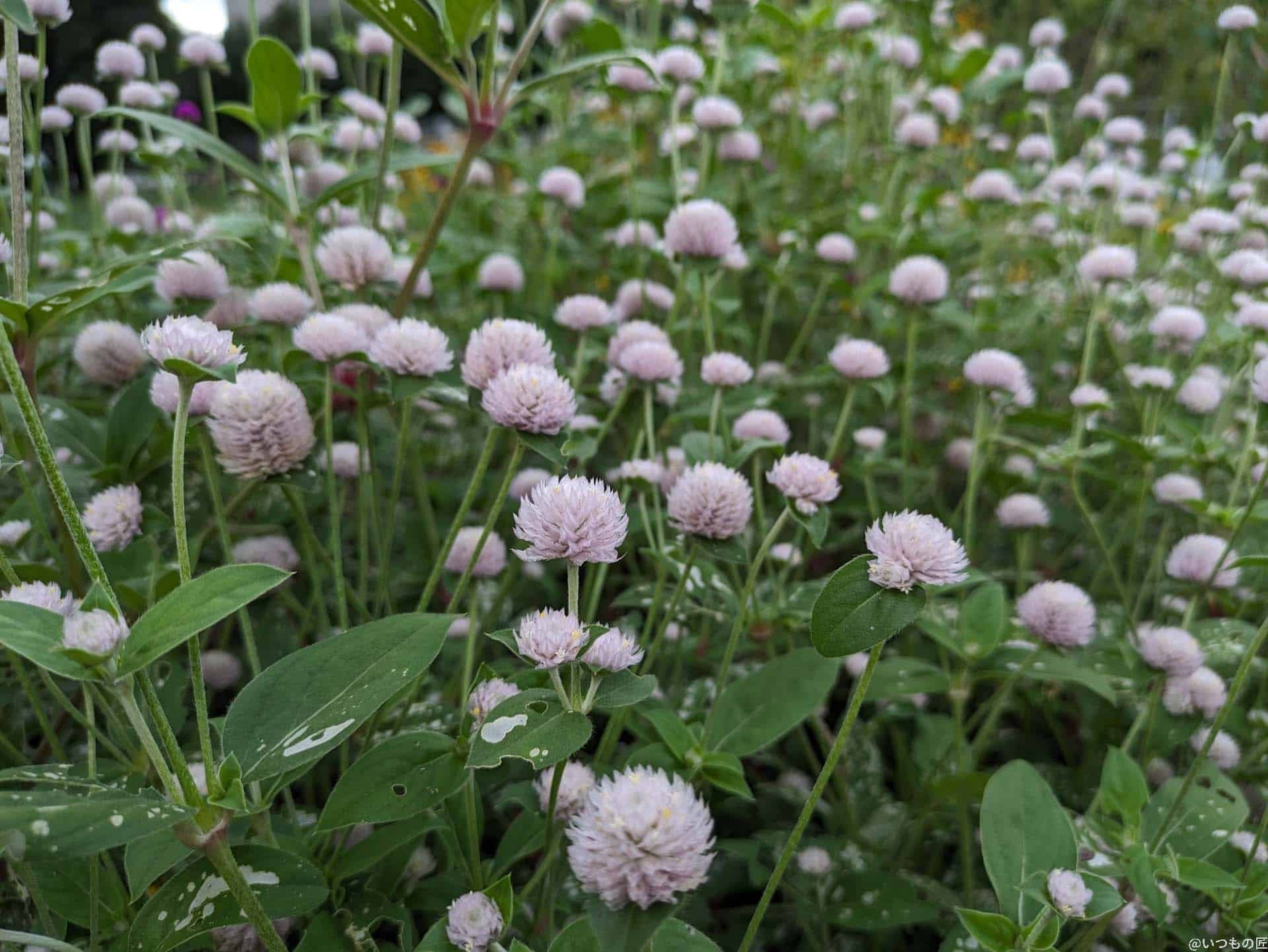 Google Pixel 7a マクロ作例1