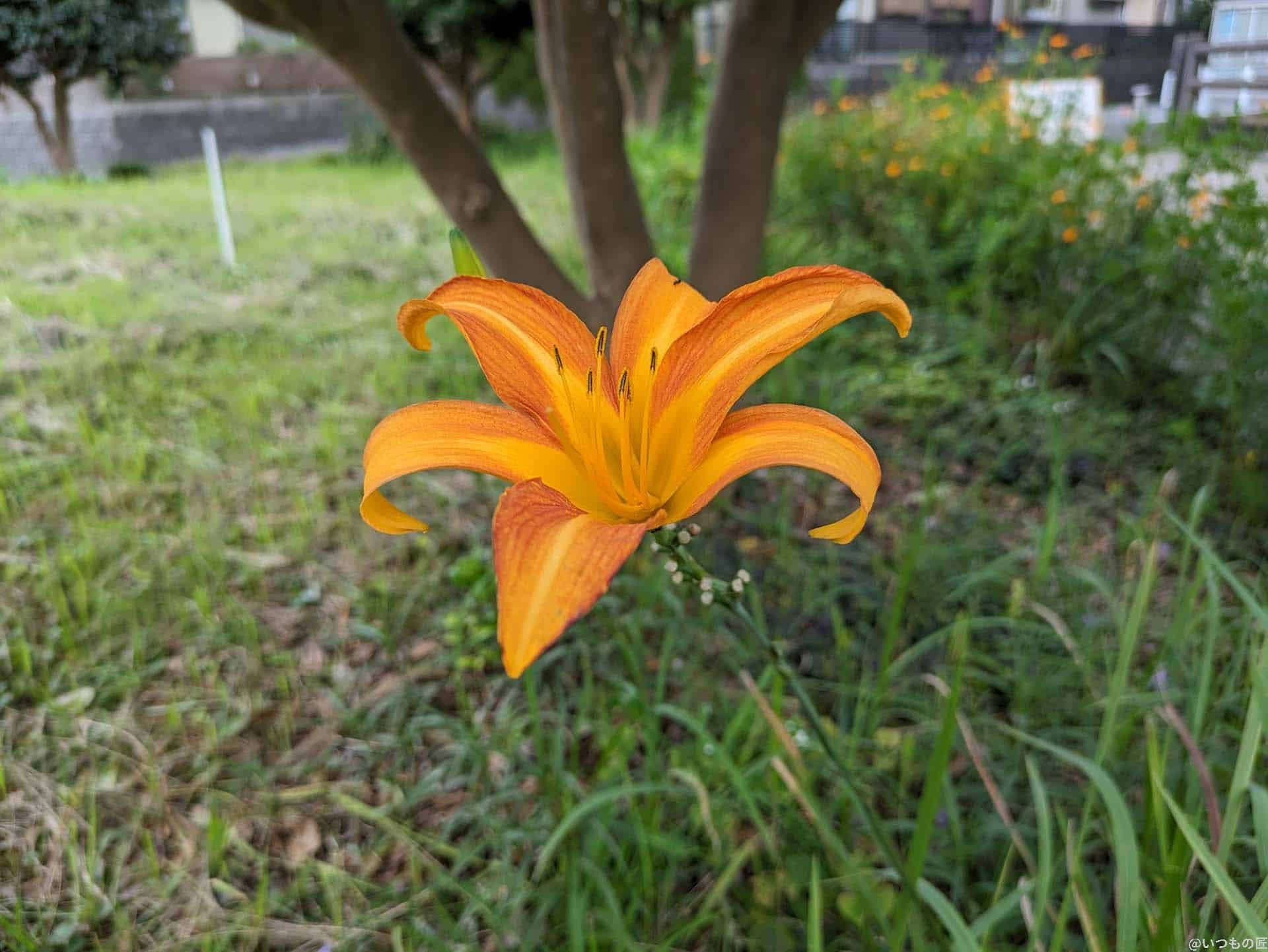 Google Pixel 7a マクロ作例2