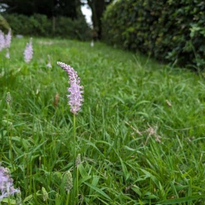 Google Pixel 7a マクロ作例5