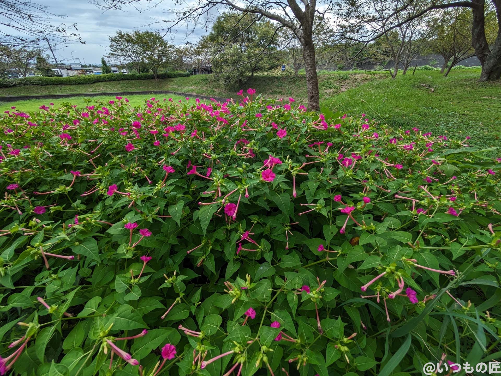 超広角カメラ(光学ズーム0.5倍)