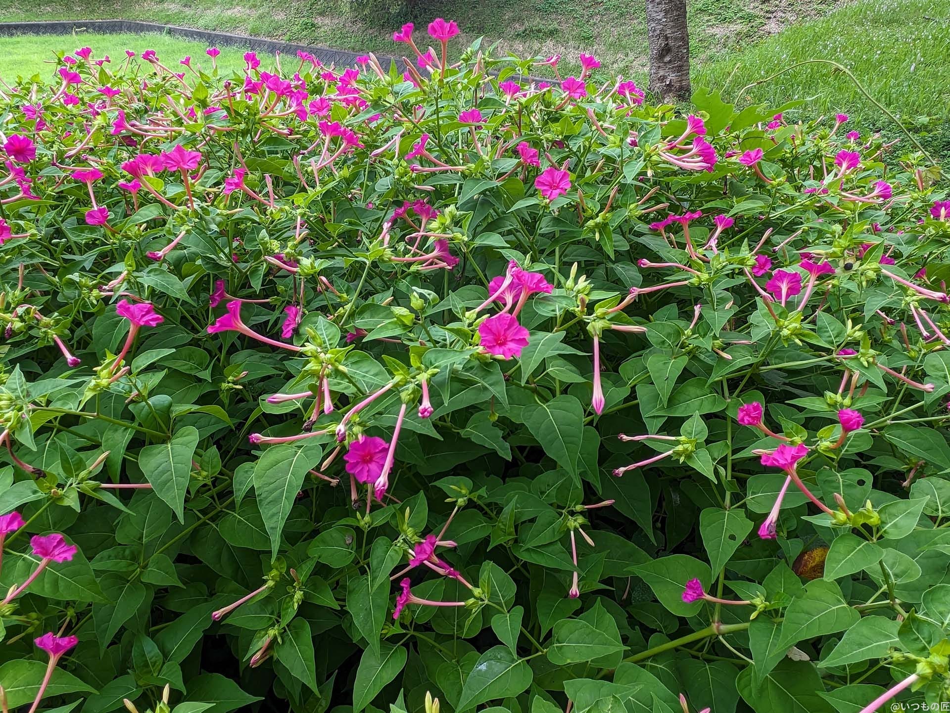 広角カメラ(光学ズーム1倍)