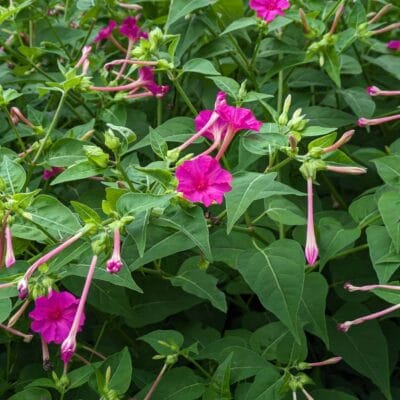 広角カメラ(光学ズーム2倍)