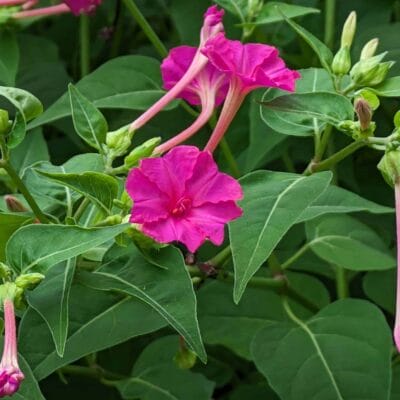 デジタルズーム 4.0倍