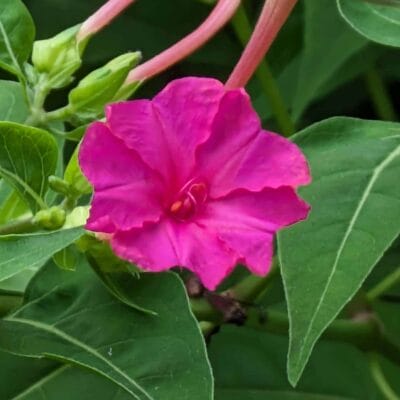 デジタルズーム8.0倍(最大)