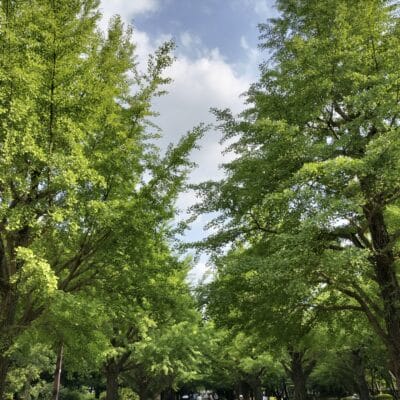 OPPO Reno9 A 風景写真の作例2