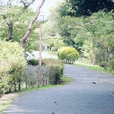 OPPO Reno9 A 高解像度写真の切り抜き後