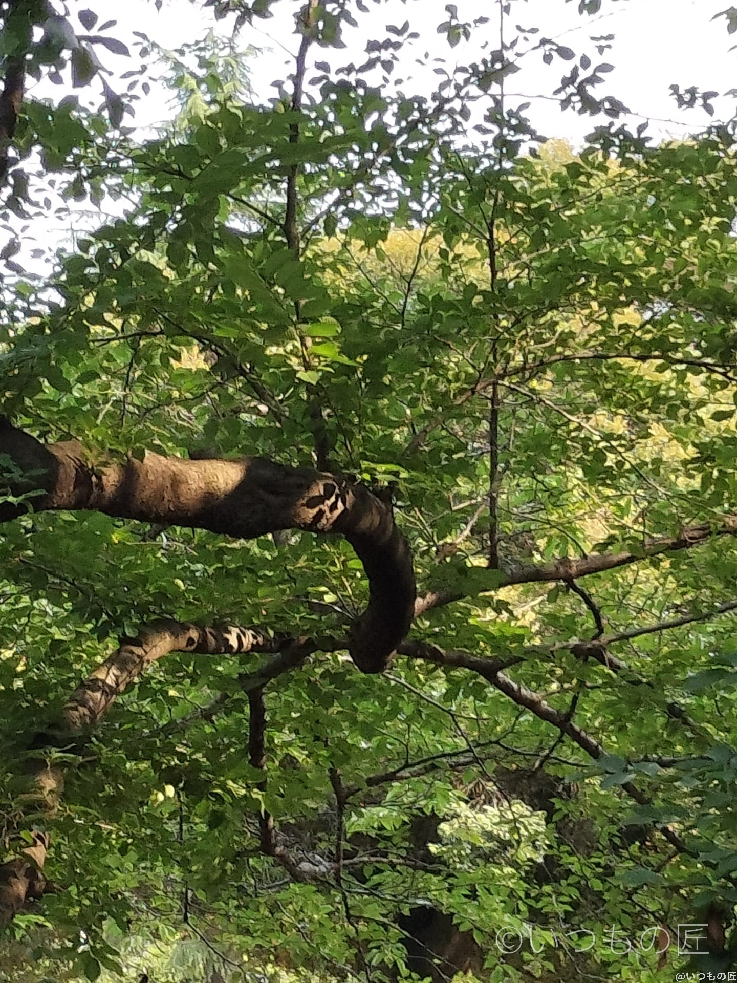 OPPO Reno9 A デジタルズーム3.0倍の作例