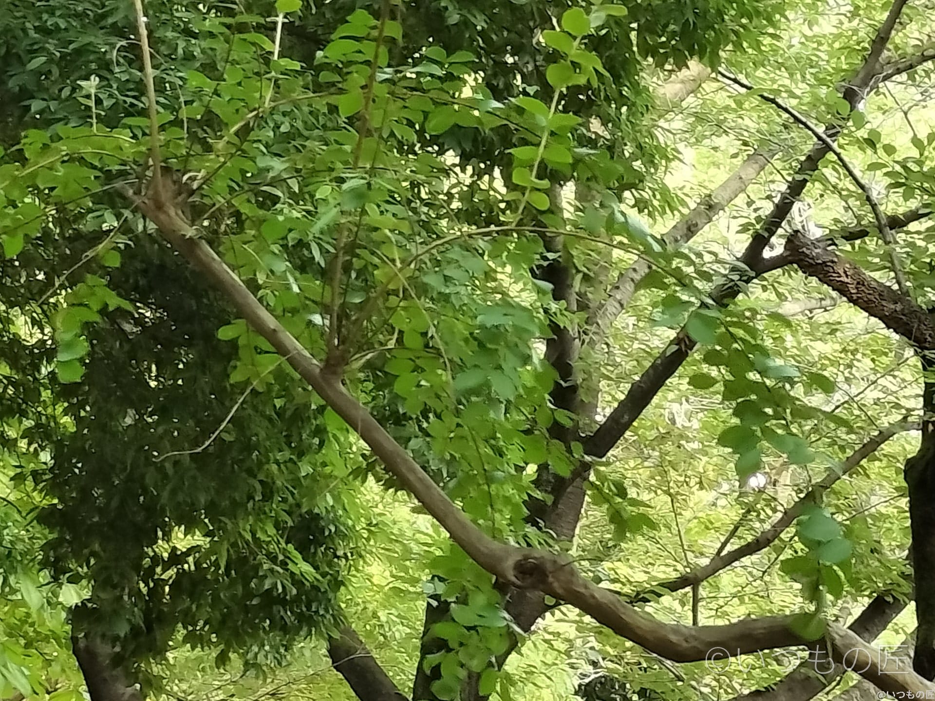 OPPO Reno9 A デジタルズーム6.0倍の作例