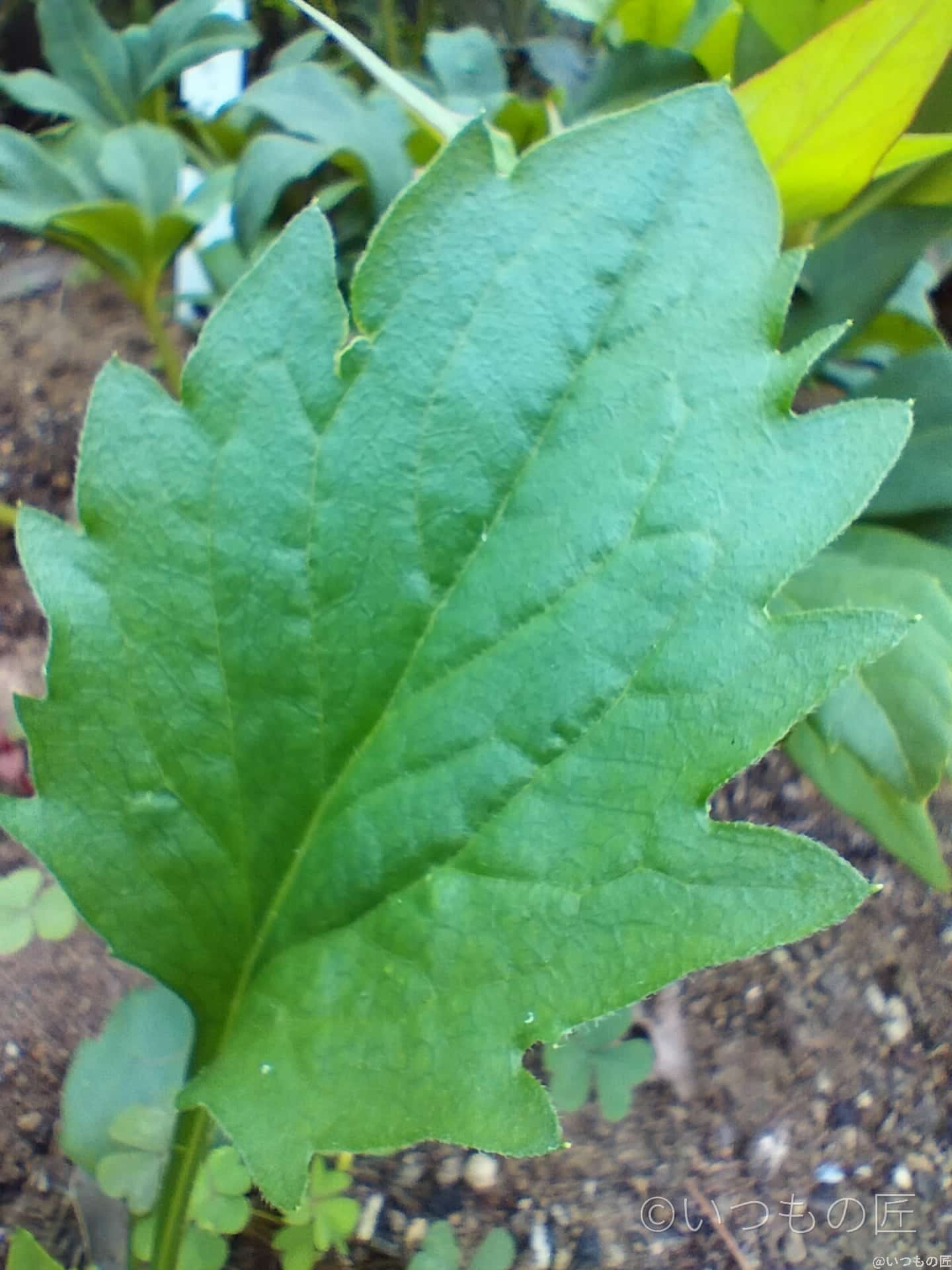 OPPO Reno9 A マクロモード撮影 作例