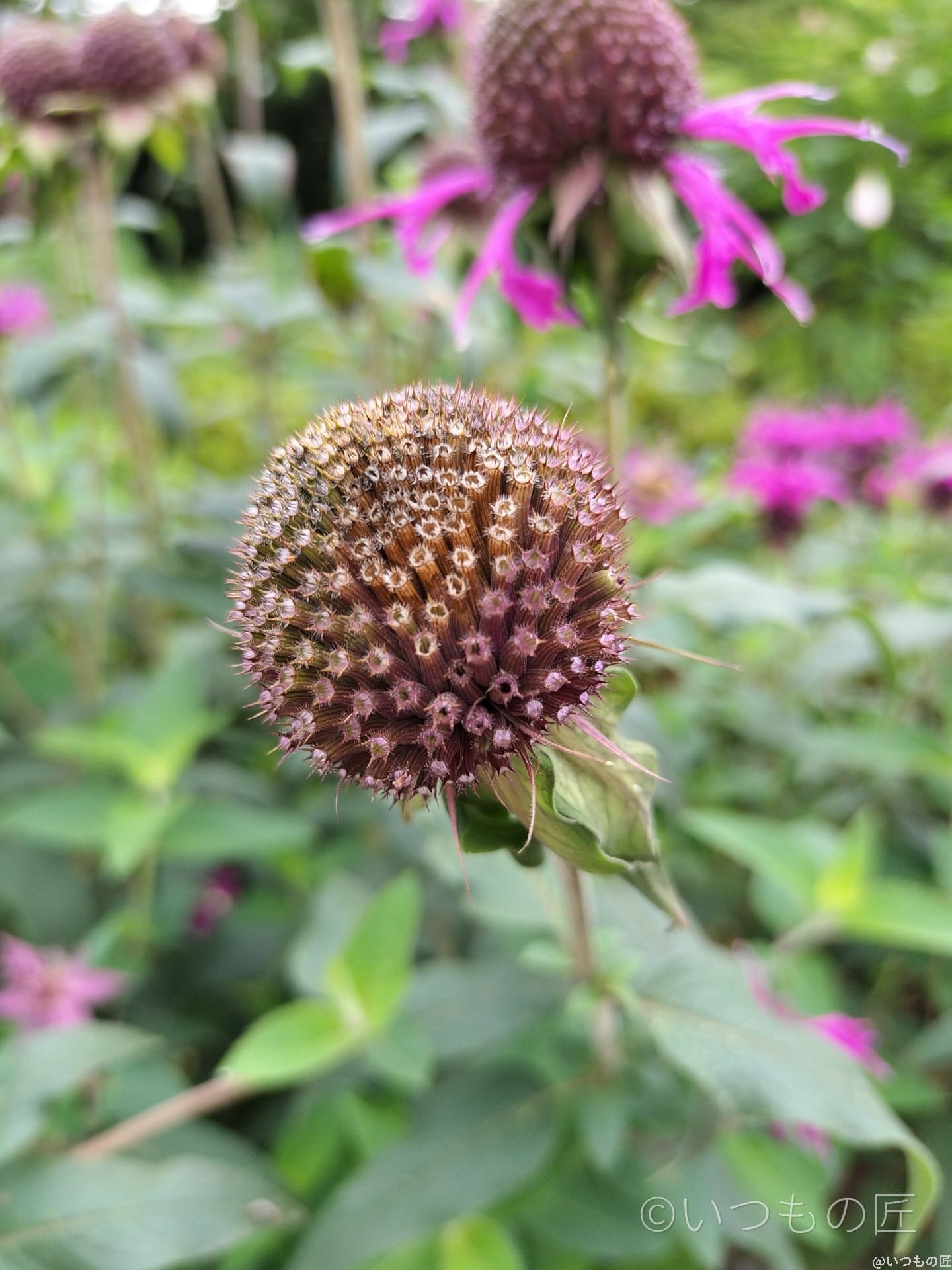 OPPO Reno9 Aマクロ撮影 作例6