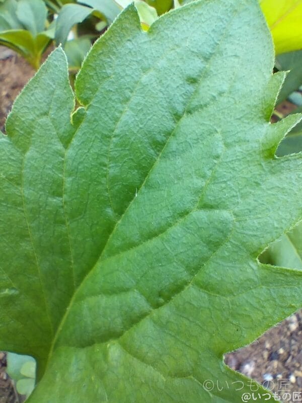 OPPO Reno9 A PROモード撮影 作例