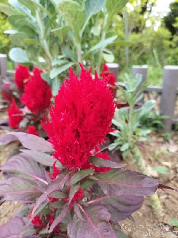 OPPO Reno9 Aマクロ撮影 作例2