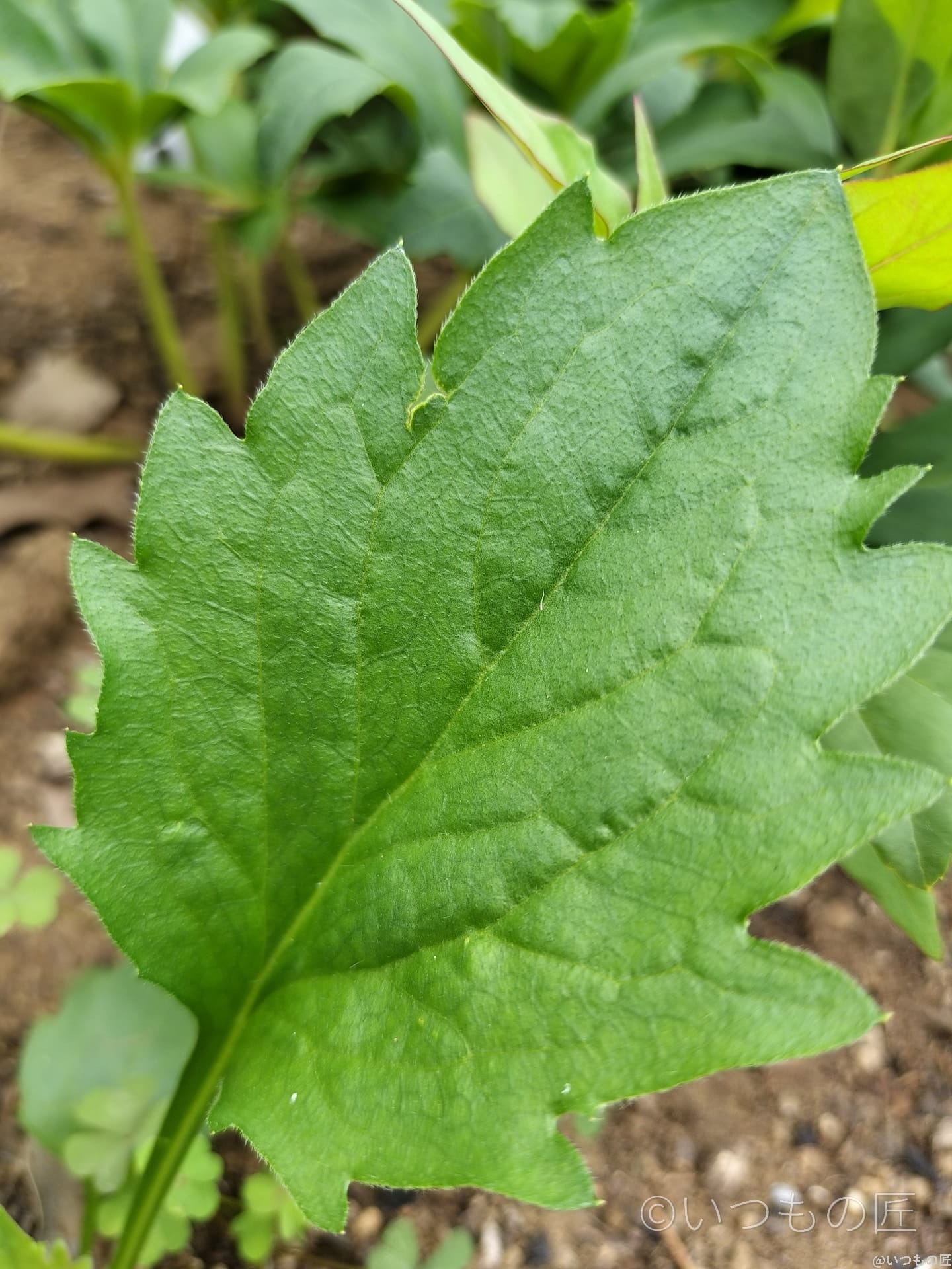 OPPO Reno9 A 超高解像モード撮影 作例