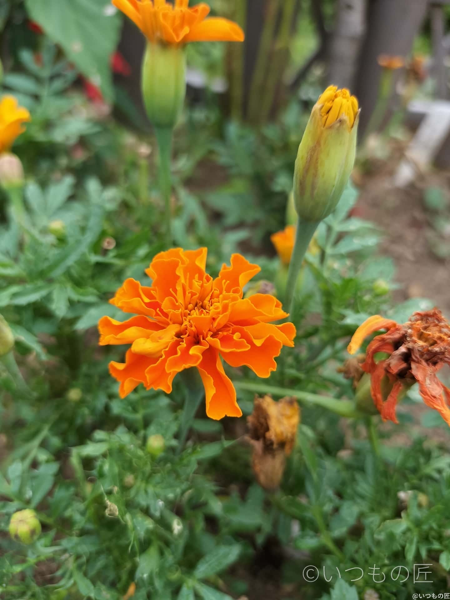 OPPO Reno9 Aマクロ撮影 作例5