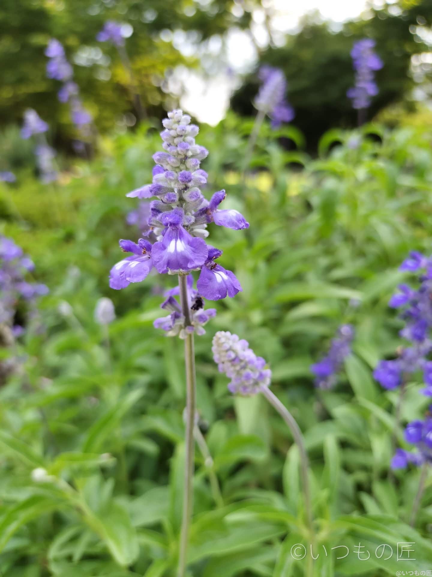 OPPO Reno9 Aマクロ撮影 作例4