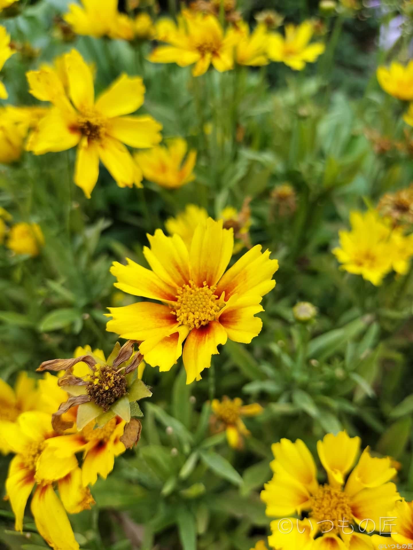 OPPO Reno9 Aマクロ撮影 作例1