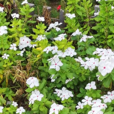 OPPO Reno9 A広角カメラでの倍率2倍撮影