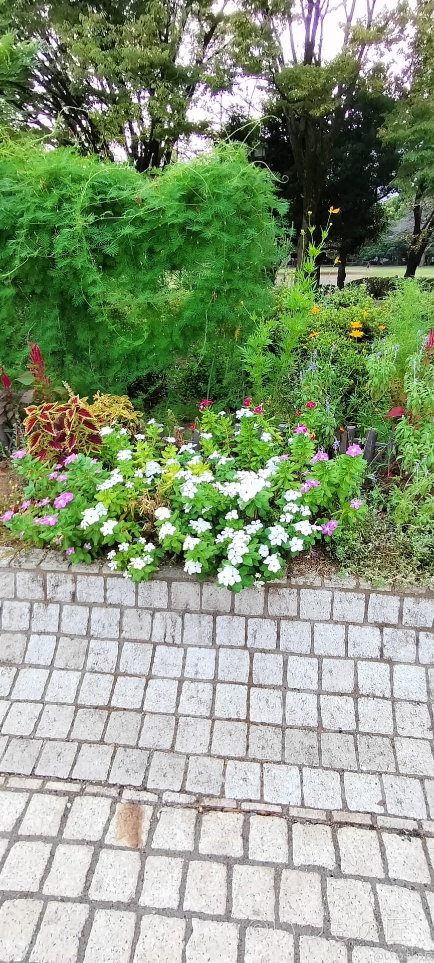 OPPO Reno9 A超広角カメラでの撮影