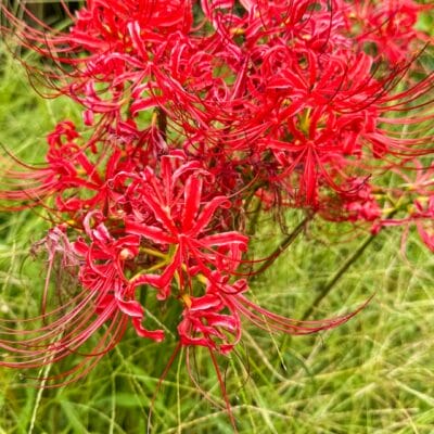 iPhone15 Pro Max  マクロ撮影 作例３