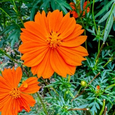 iPhone15 Pro Max  マクロ撮影 作例５