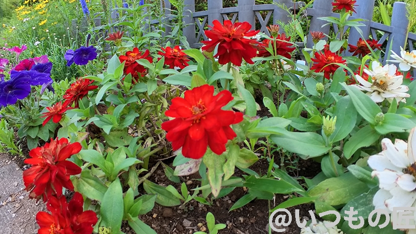 Insta360 GO 3 レビュー
「寄り」撮影1