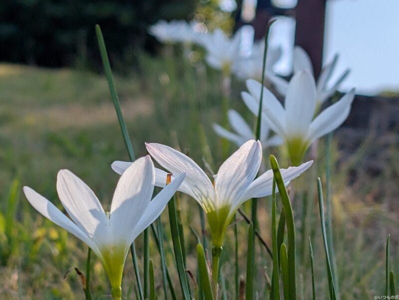 Google Pixel 9 Pro XL カメラ
Google Pixel 9 Pro XLで撮影した風景写真