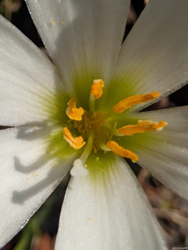 Google Pixel 9 Pro XL カメラ
Google Pixel 9 Pro XL でマクロ撮影した写真