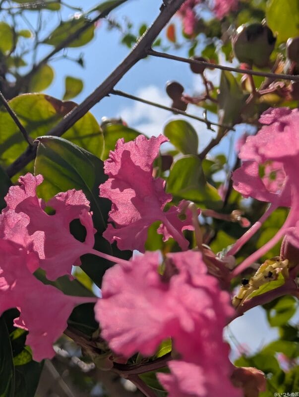 Google Pixel 9 Pro XL カメラ
Google Pixel 9 Pro XL でマクロ撮影した写真