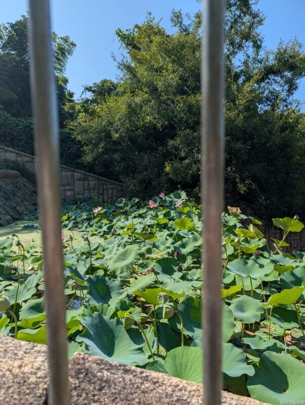 Google Pixel 9 Pro XL カメラ
Google Pixel 9 Pro XLでズーム撮影した風景写真