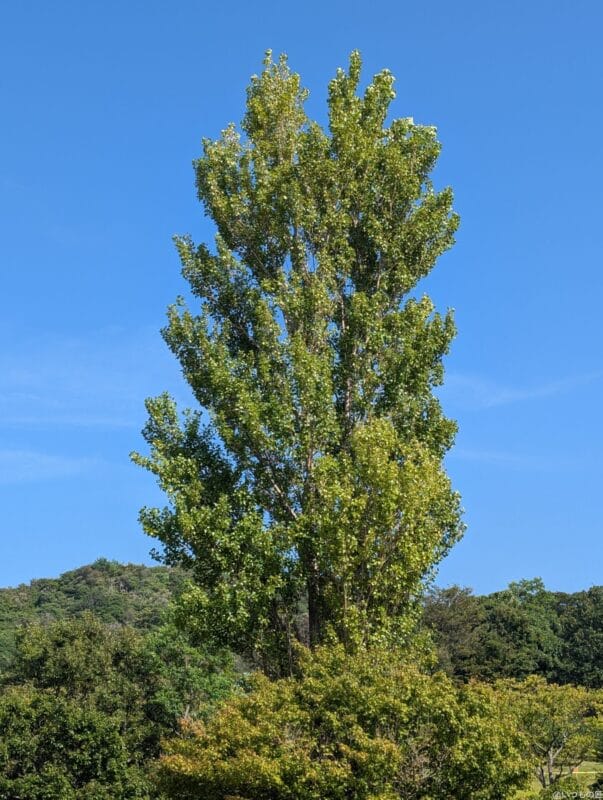 Google Pixel 9 Pro XL カメラ Google Pixel 9 Pro XLでズーム撮影した風景写真