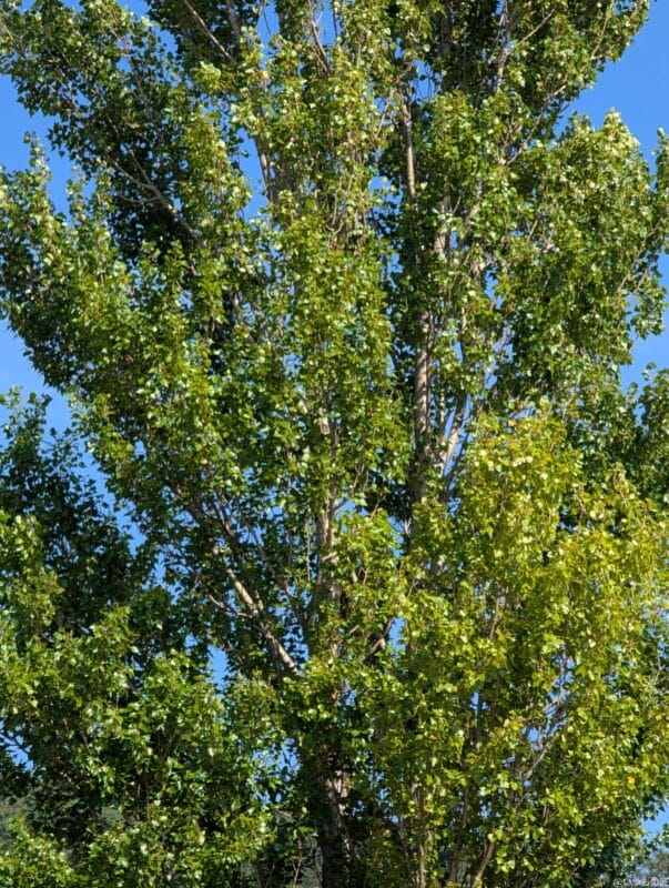 Google Pixel 9 Pro XL カメラ
Google Pixel 9 Pro XLでズーム撮影した風景写真