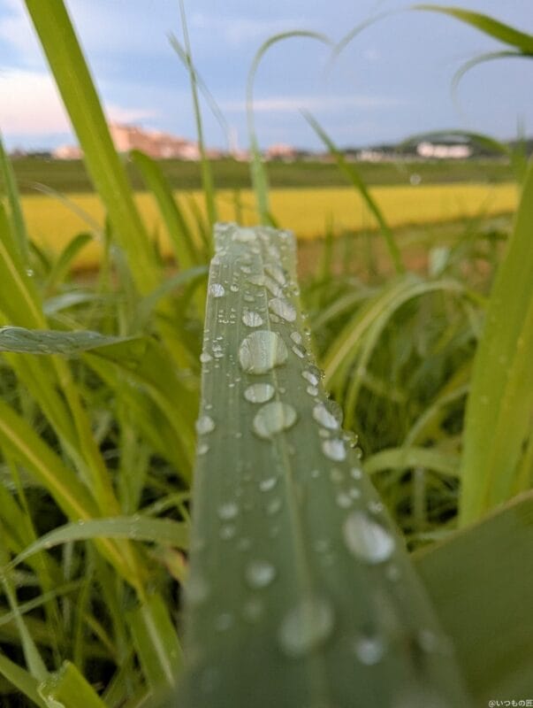 Google Pixel 9 Pro カメラ
Google Pixel 9 Pro でマクロ撮影した写真