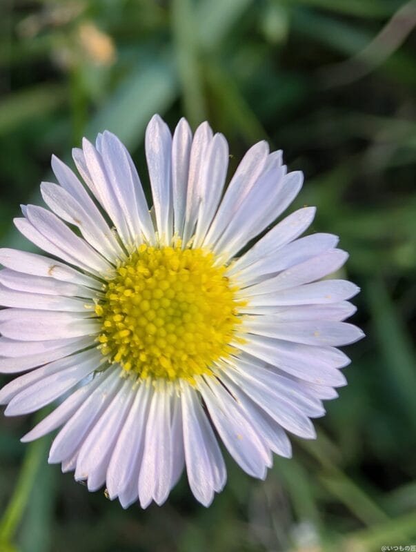 Google Pixel 9 Pro カメラ
Google Pixel 9 Pro でマクロ撮影した写真