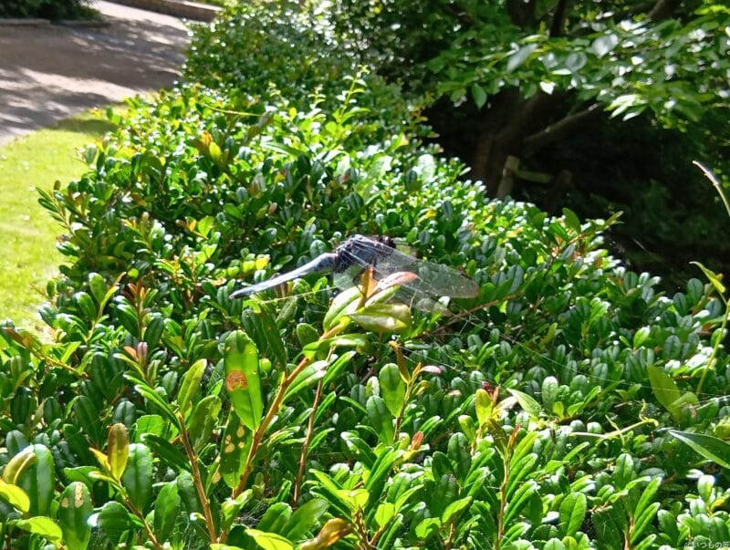 AQUOS wish4 カメラ
AQUOS wish4 で撮影した風景写真