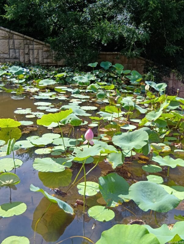 AQUOS wish4 カメラ
AQUOS wish4 で撮影した風景写真