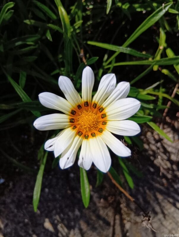 AQUOS wish4 カメラ
AQUOS wish4 でマクロ撮影した写真