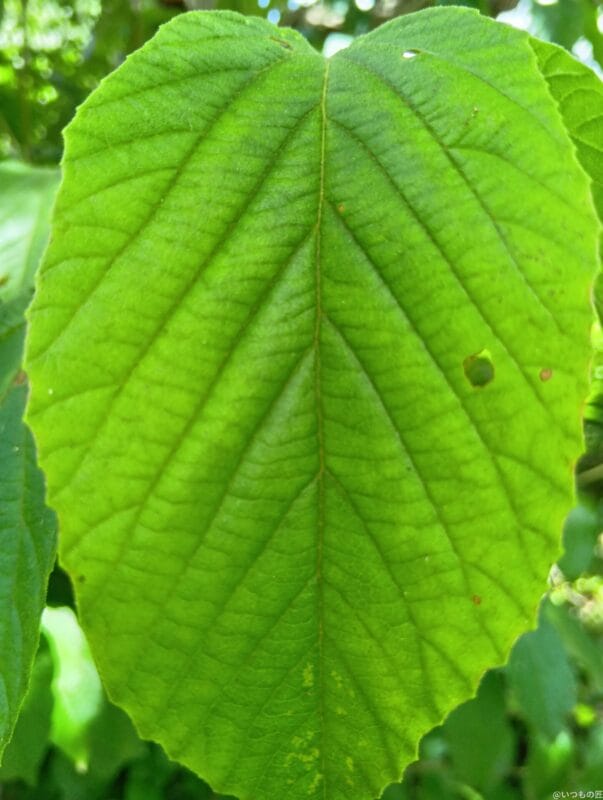 AQUOS wish4 カメラ
AQUOS wish4 でマクロ撮影した写真