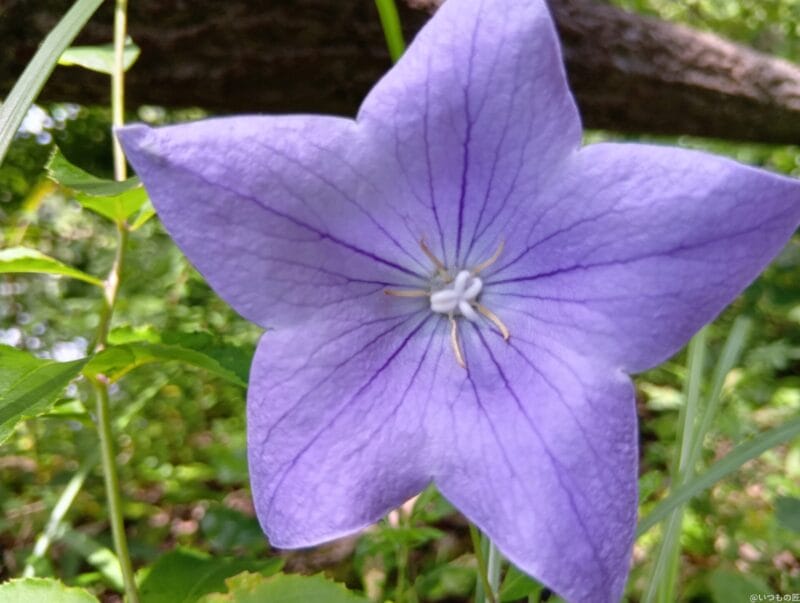 AQUOS wish4 カメラ
AQUOS wish4 でマクロ撮影した写真