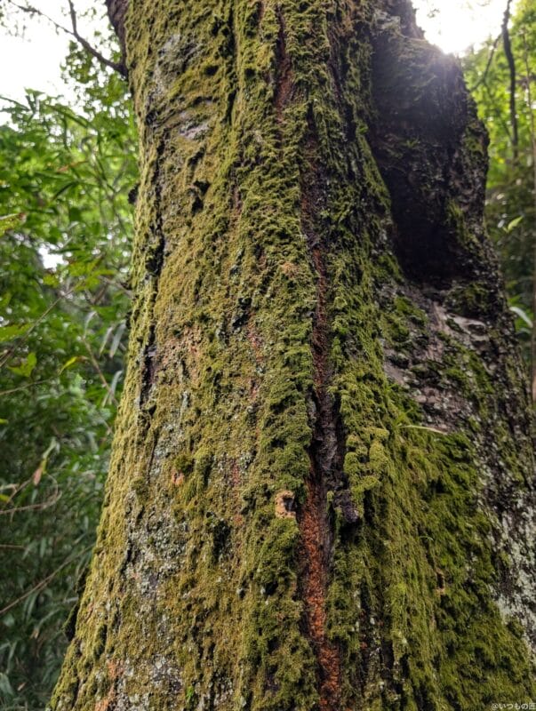 Google Pixel 9 カメラ
Google Pixel 9 で撮影した風景写真