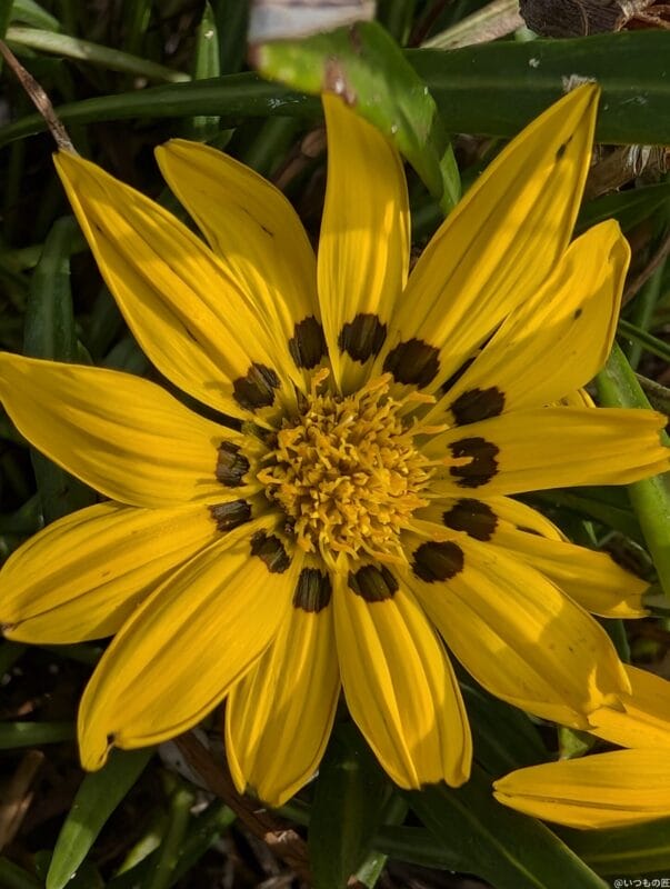 Google Pixel 9 カメラ
Google Pixel 9 でマクロ撮影した写真