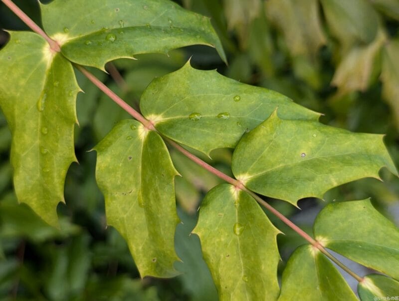 Google Pixel 9 カメラ
Google Pixel 9 でマクロ撮影した写真