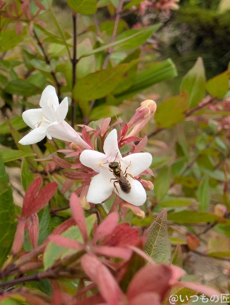 Google Pixel 9 カメラ
Google Pixel 9 でマクロ撮影した写真
